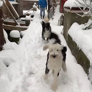 65K views · 2.5K reactions | I Caught a WILD Snow Bunny Playing in the Snow! On Camera! | Whataboutbunny | Facebook
