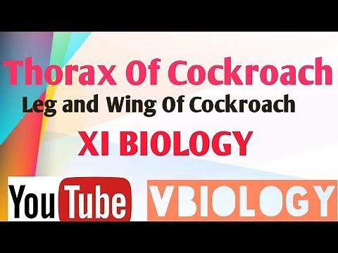 Trick "COCKROACH LEG PARTS" BIOLOGY CLASS || XI BIOLOGY ||