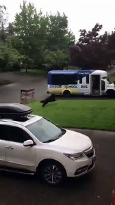 This dog goes to 'doggy school' every day on a bus and he loves it! Happy Monday! This will probably be the cutest video you see today. 😭🎒 | 8 News Now