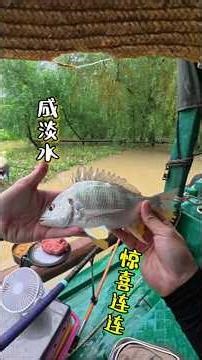 紅樹林的咸淡水居然有長鬍子大魚！ #戶外運動 #fishing #釣魚 #outdoor #carpfishing #親子釣魚 #carp #outdoors
