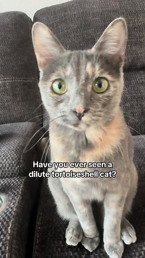 Unique Traits of Dilute Tortoiseshell Cats