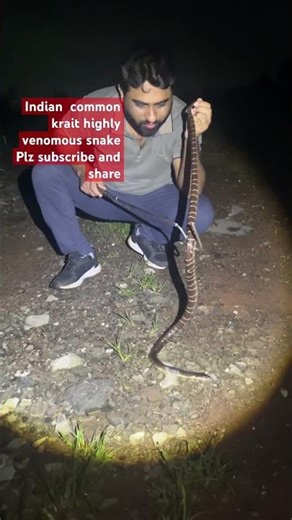 Indian common krait 😳| मण्यार साँप | krait | #snake #shorts #kraitsnake #shortsfeed #short #cobra