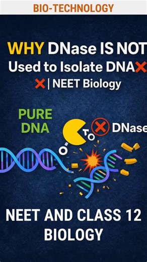 Jadhav on Instagram: "Why DNase Is NOT Used in DNA Isolation? | NEET & Class 12 Biology 🧬 While isolating pure DNA from cells, enzymes like protease and RNase are used — but DNase is strictly avoided. Why? This video explains the exact reason DNase is not used during DNA isolation, a very common NEET MCQ concept from Molecular Biology. --- ✅ Key Concept: Role of DNase DNase (Deoxyribonuclease) is an enzyme that breaks DNA molecules into smaller fragments. 📌 Function of DNase: ➡️ Cuts phosphodi