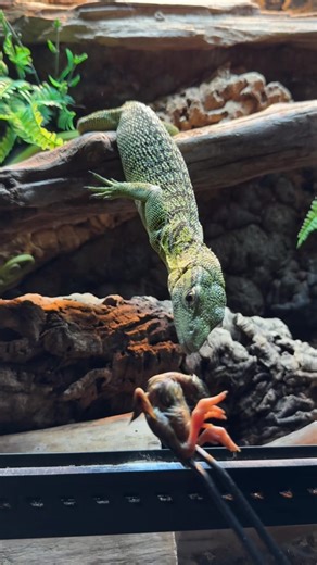 Exciting Lizard Feeding Showcase