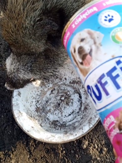 Zmiany w składzie pufi - Co się stało z moim dzikiem?