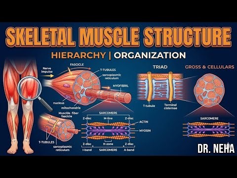 Skeletal Muscle Structure Explained: From Macro to Micro! 🧬💪