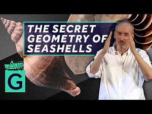 The Shape of Shells - Alain Goriely