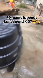 79K views · 6K reactions | Nobody will notice me! I will escape from pandacatraz without any problem! 勞藍 藍藍藍 (This panda has a big garden, but they are very playful creatures and play with everything! ) #panda #fluffy #pandas #cute #naturephotography #nature #care #beautiful #love #babypanda #babypandas #dance #eating #playingtoys #playing #rolling | Pandas, a Light In My Heart | Facebook