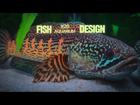 Channa Fish Tank Ideas Beautiful Predator Setup #26