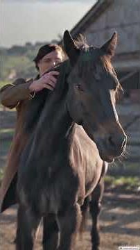 Morgan Horse — America’s Proud and Timeless Horse Breed