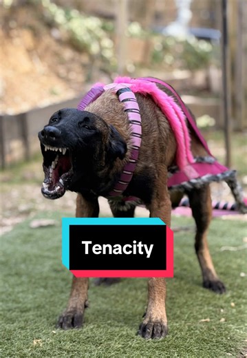 Tenacity Challenge: Dogs Showcase Strength