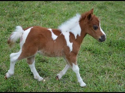 Miniature horse for sale - Dent Lucky Lollipop - 2019 filly foal