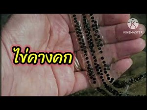 What is the difference between frog eggs and toad eggs?