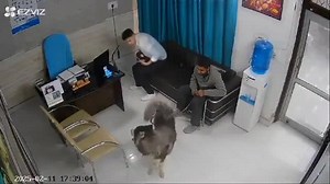 Siberian Husky Attacked A Veterinarian