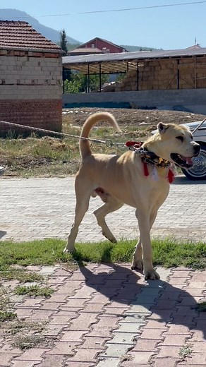 Tay Gibi Köpek Yetiştirenin Emeğine Sağlık. #kangal #kurt #köpek #alabai #volkodav #bullykutta #kurtçulkangal #malaklı #labrador #kafkasçobanköpeği #anadoluçobanköpeği #shepherdog #dog #pitbull #kangaldog #kangalvskurt #doberman #canecorso | Kangal Dünyası TR