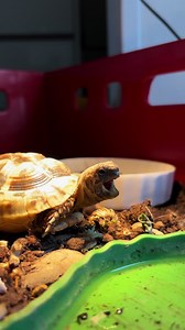 Funny Morning with a Baby Turtle!