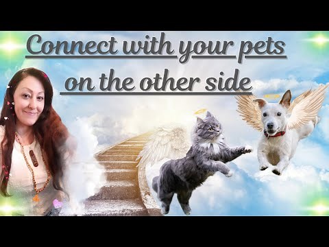 How to communicate with your pets that have passed away | Pets in the afterlife