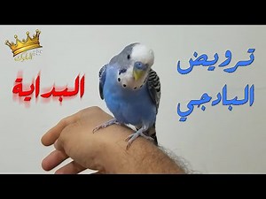 بداية ترويض البادجي و كيف اخلي البادجي أليف ولا يخاف ويسمع الكلام