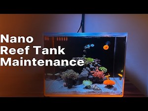 Nano Reef Tank Maintenance!!