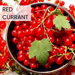 This #FragranceFriday, we can't get enough of the tart and vibrant Red Currant. ❤️ https://www.candlescience.com/fragrance/red-currant-fragrance-oil/ This fragrance oil is bright, crisp, upscale, and is perfect for that everyday signature scent. And for the soap makers, it's one of our very best performers in cold process recipes! What fragrance have you been loving lately? #candlescience #candlemaking #candlesupplies #candlemakingsupplies #fragranceoils #homefragrance #cleanscents #soapmaking #