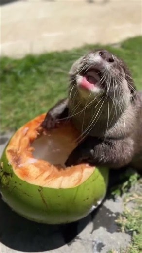 This tiny otter will steal your heart! 🦦❤️😍