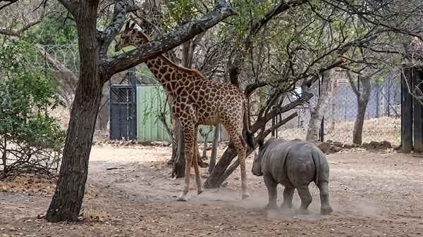 Watch what happens when a giraffe kicks a baby rhino