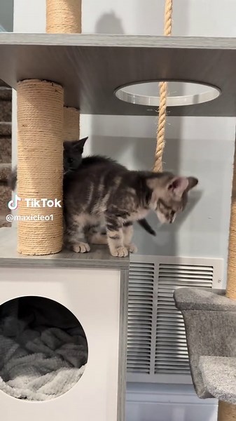 #fyp #pet #viral #kitty | kittens