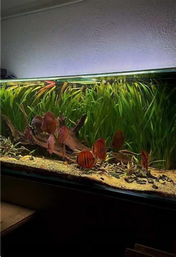 Feeding Discus Fish in a 450L Planted Aquarium