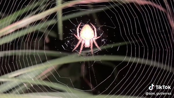 Night Spider Hunting: Derby Size Spider - Giant Spider Hunt