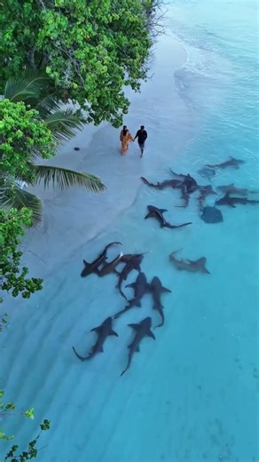 The Shark Moment No One Expected 🦈 #amazing