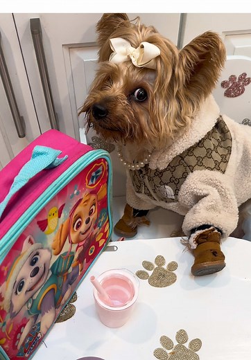 Hilarious Dog Thanksgiving Leftovers Moment