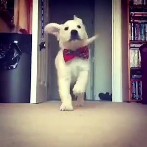 Golden Retriever on Reels