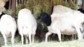 The Somali Sheep breed - Ovis aries. Sheeps eating the dried grass.