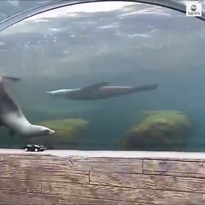 1.5M views · 20K reactions | THE CHASE IS ON: Zookeepers are using remote-control cars to keep their sea lions active and stimulated, in the absence of visitors in their viewing tunnel. (via ABC) | 4 News Now | Facebook
