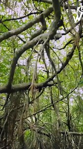 7.8K views · 66 reactions | The Amazon jungle is full of life and caiman. As members of the ancient order of crocodilians, caiman are apex predators. There are 6 species of caiman from the diminutive dwarf caiman to the mighty 5meterlong black caiman. #Caiman #Amazon #Crocodilians #ApexPredator #Wildlife From: Wild Ones 3 S1 Ep1 | Real Wild | Facebook