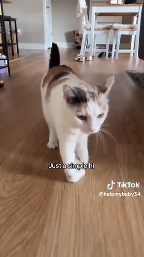 Cute Cats Playing With Babies: Cats in Pool & Adorable Moments