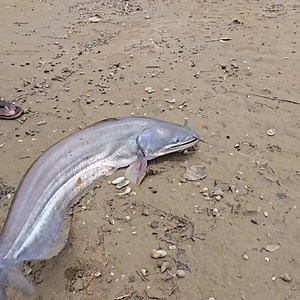 1.4M views · 18K reactions | Hunting the Big Fish in Village | Village Life 1 | Facebook