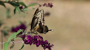 Giant Swallowtail Butterfly, Papilio Cresphontes, largest butterfly in North America, on purple Butterfly Bush Flower