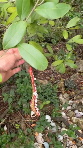 The Limber Caper's bloom season is from May-November, and much like its relative the Jamaica Caper, in that its beautiful white flowers are very fragrant and resemble a bursting firework. Wildlife Attractant Its sweet smell attracts lots of wildlife from bees drinking its nectar, to Blue Jays and Mockingbirds eating its seeds and pulp. Nature is pretty neat 😉 | Crustacean Plantation