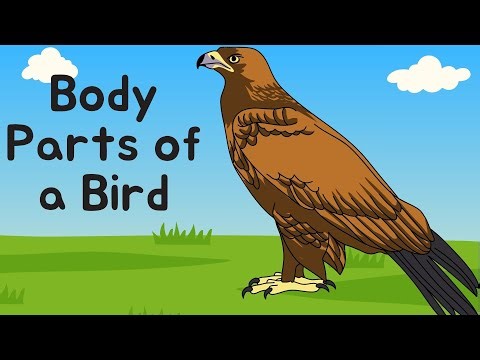 LET'S READ MORE!/PRACTICE READING FOR BEGINNERS/READ AND LEARN THE BODY PARTS OF A BIRD