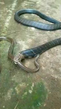 This Apex Snake Eats Its Own Kind... Alive