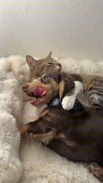 Friendship between cats and dogs. 😺🐶#kittens #funnycat #funnyvideo #foryou #cute #cat #funny