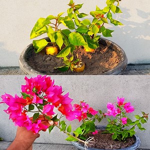 Propagating bougainvillea cuttings with banana easily for beginners | Ashik Muztaba