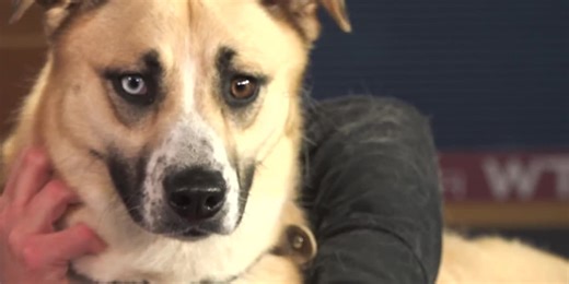 WTAP Pet of the Week: Sienna