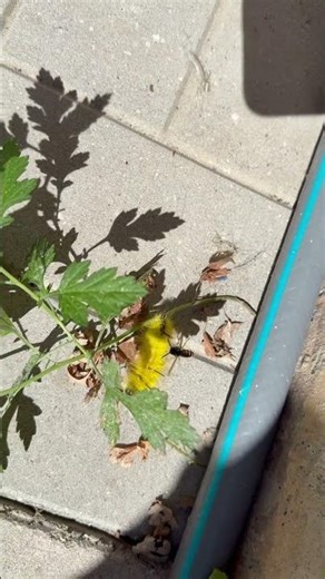 Has anyone seen this #yellow #caterpillar🐛? Is it #poisonous?