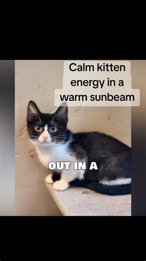 Jinx is a shy kitten gaining confidence every day. This gentle tuxedo kitten loves calm homes and patient people. She’s a rescue kitten ready for adoption through Nine Lives Rescue NM. Adopt don’t shop and give this timid kitten a safe place to grow. | Diana Teresita Sanchez Schultz