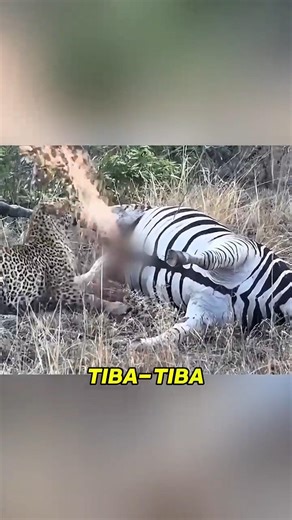 Keputusan Fatal Macan Tutul Memakan Pemantik Bom! 😱🐆
