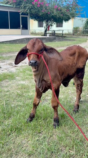 12K views · 459 reactions | Adorable Brahman little calf | Biggest Bulls Of Bangladesh | Facebook