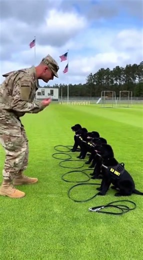 Canine Command: Military Trainer Shapes Future Police Pups