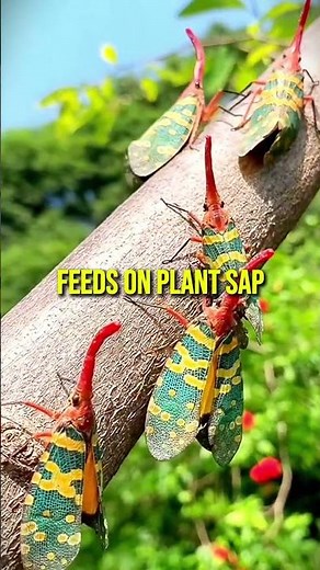 Pyrops candelaria – The Strangest Insect You’ll See